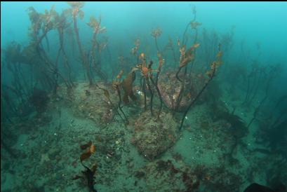 stalked kelp on rocks