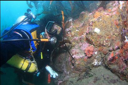 tiny Puget Sound king crab