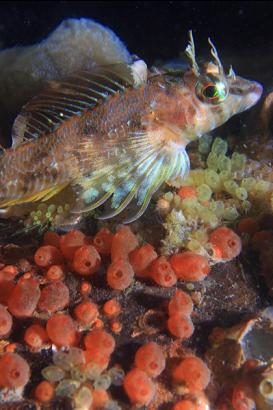 longfin sculpin and tunicates on piling