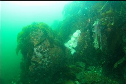 tip of islet reef