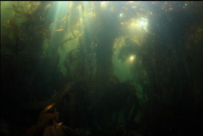 under the kelp