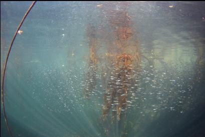 herring in the canyon near the boat