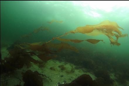 kelp in the current