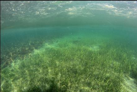 eelgrass in the bay