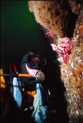 TIGER ROCKFISH ON WALL