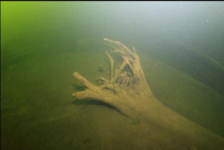 old tree 30 feet deep