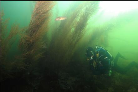 sargassum seaweed near shore