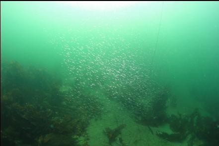 school of sandlance just outside the bay