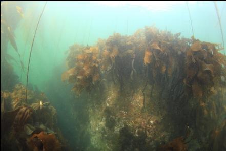 stalked kelp