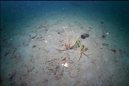 feather stars in the sandy channel