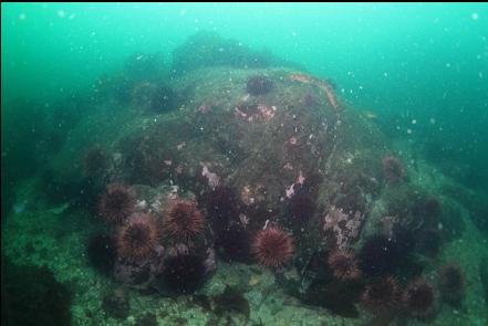 bare reef and urchins