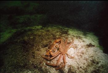 MATING CRABS