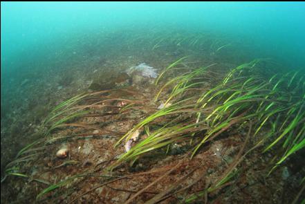 eelgrass