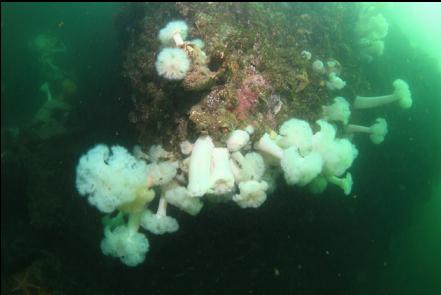 plumose anemones on the shallow part of the wall