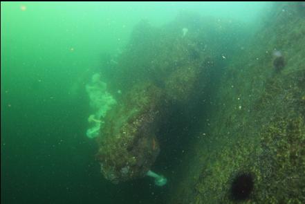 plumose anemones near the top of the wall