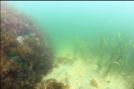 eelgrass in the bay