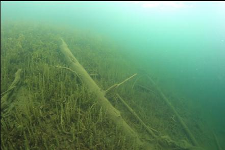 slope of plants and logs