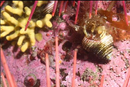 hermit crabs and bryozoan