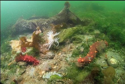 california cucumbers, giant nudibranch and tube-dwelling anemones in the bay