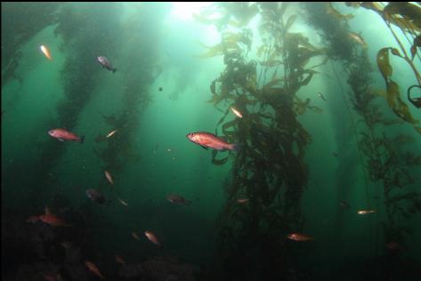 juvenile rockfish