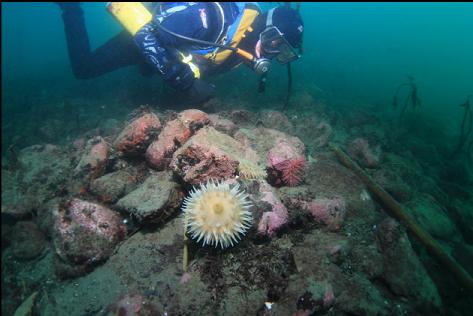 3 anemones