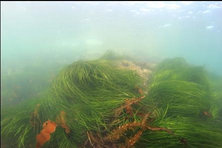 surfgrass in the shallows