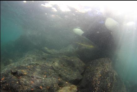 under the boat