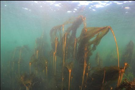 bull kelp