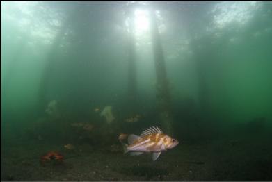 copper rockfish