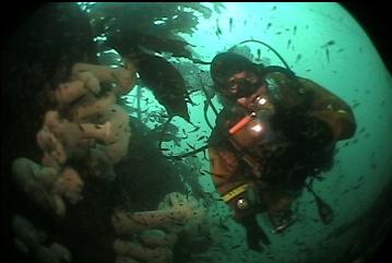 PLUMOSE ANEMONES AND SHRIMP