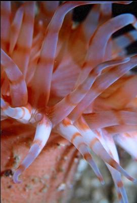 SWIMMING ANEMONE