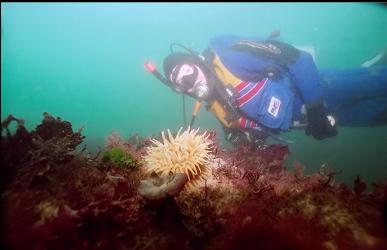 ANEMONE ON REEF