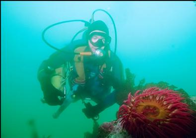 FISH-EATING ANEMONE