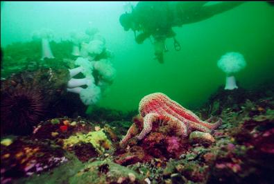 SUNFLOWER STAR, ANEMONES, ETC.