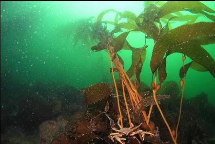 kelp crab on kelp