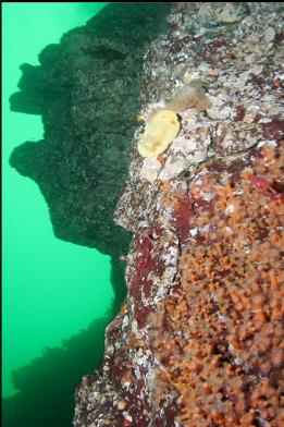 nudibranch and zoanthids closer up