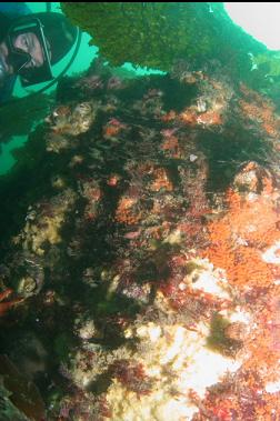 sponge, giant barnacles and tunicates on boulder