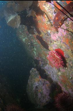 small fish-eating anemone