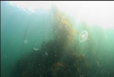 moon jellies, bull kelp and plankton