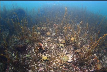 kelp crabs in shallows