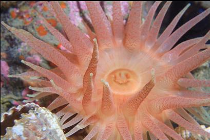 crimson anemone