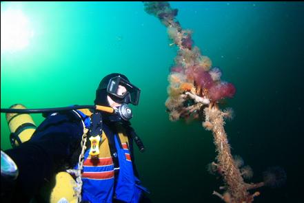 tube worms on the buoy line