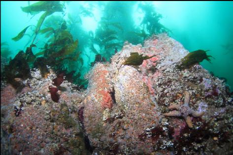 strawberry anemones