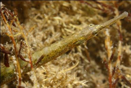 pipefish