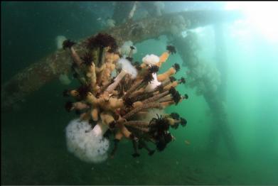 feather duster worms