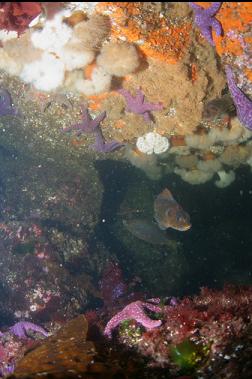 ROCKFISH AND PERCH UNDER BOULDER 