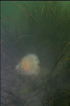 RED JELLYFISH ON BOTTOM NEXT TO EELGRASS