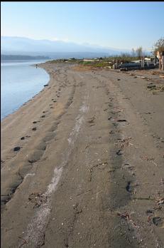 LOOKING ALONG BEACH TOWARDS TIP OF SPIT