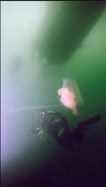 JELLYFISH UNDER BOAT