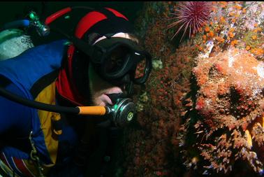 puget sound king crab